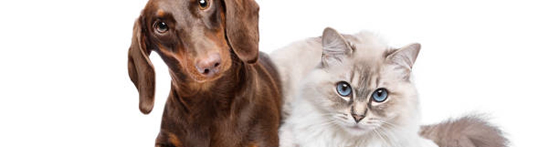 Riapertura bando casa famiglia per cani e gattile