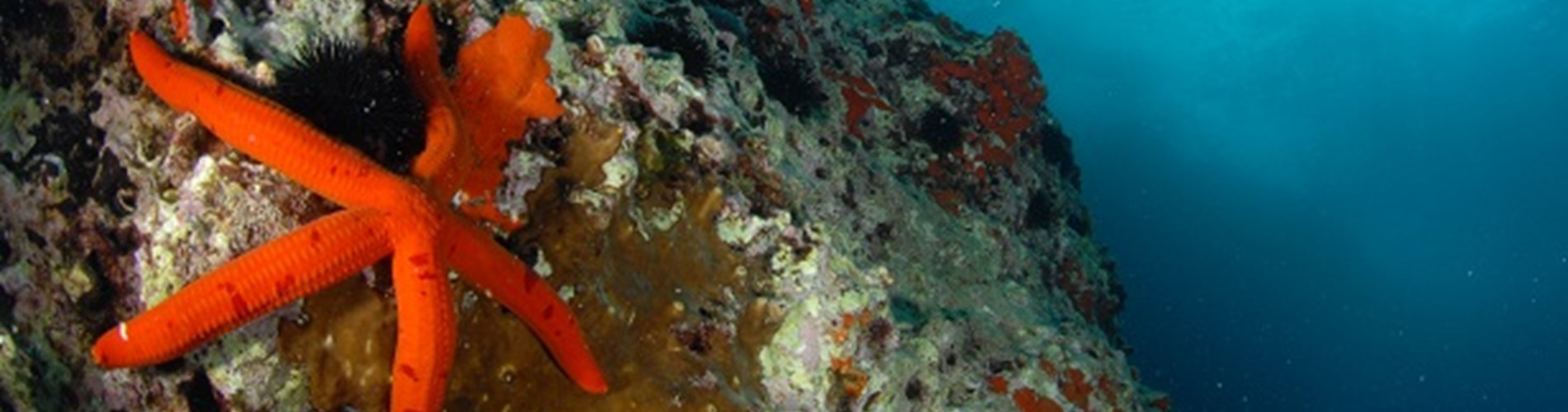 I Meravigliosi Fondali I Meravigliosi Fondali